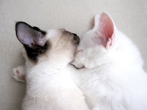 跨界凯歌，乌克兰绿茵狂胜与迪亚斯NBA季后赛的统治之夜