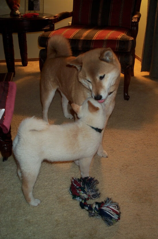 防守铁闸的诞生,厄德高在2026世界杯之夜锁死对手